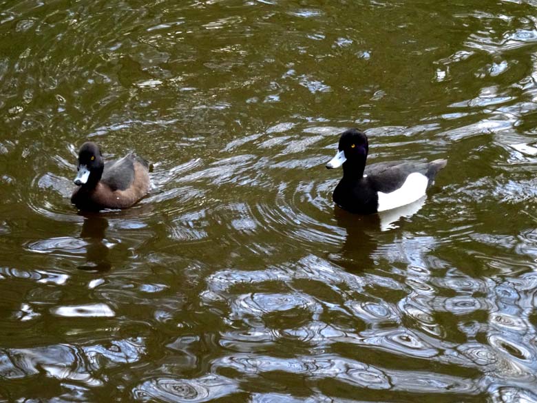 Reiherenten (Aythya fuligula) am 10. April 2016 im Grünen Zoo Wuppertal