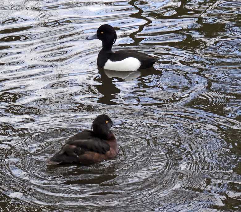 Reiherenten (Aythya fuligula) am 10. April 2016 im Grünen Zoo Wuppertal