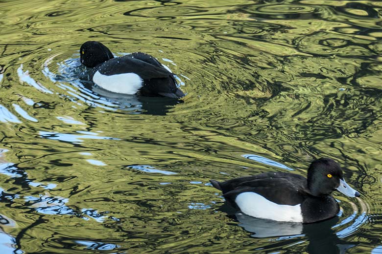 Reiherenten am 9. März 2022 auf dem kleinen Teich für Wassergeflügel im Grünen Zoo Wuppertal