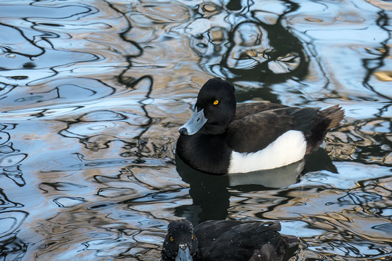 Reiherente am 9. März 2022 auf dem kleinen Teich für Wassergeflügel im Zoo Wuppertal