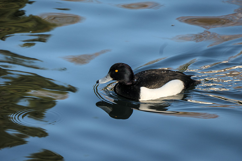 Reiherente am 9. März 2022 auf dem kleinen Teich für Wassergeflügel im Zoologischen Garten Wuppertal