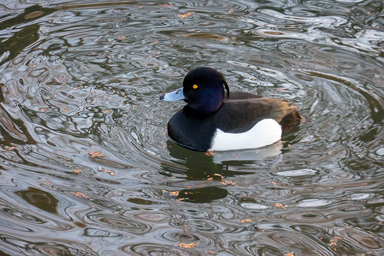 Männliche Reiherente am 16. März 2025 am Kleinen Teich für Wassergeflügel im Zoologischen Garten der Stadt Wuppertal