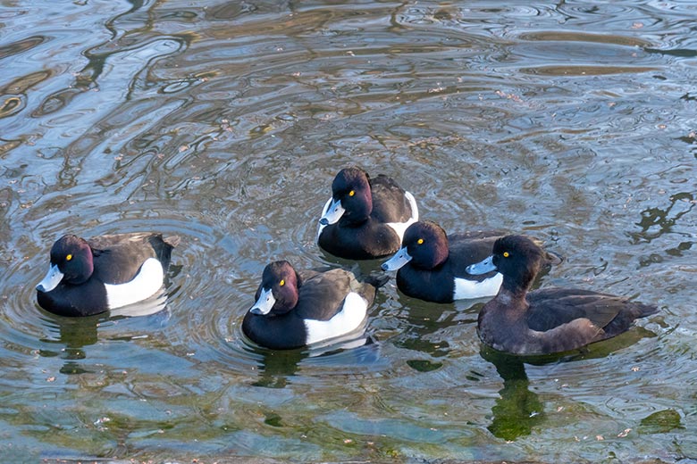 Männliche Reiherenten am 16. März 2025 und eine weibliche Reiherente am Kleinen Teich für Wassergeflügel Grünen im Zoo Wuppertal