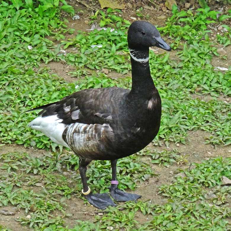 Ringelgans am 4. Juni 2016 auf der großen Vogelwiese im Grünen Zoo Wuppertal