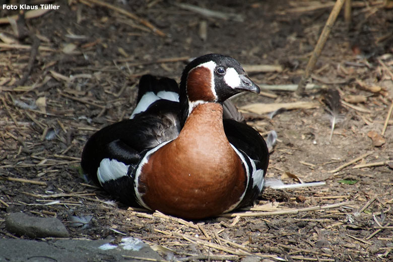 Rothalsgans am 13. Juli 2020 auf der Außenanlage unterhalb des Vogel-Hauses im Grünen Zoo Wuppertal (Foto Klaus Tüller)