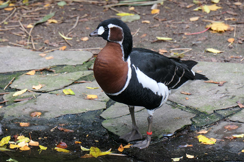 Rothalsgans am 1. November 2020 auf der Anlage für Wassergeflügel unterhalb des Vogel-Hauses im Grünen Zoo Wuppertal