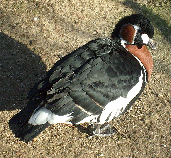 Rothalsgans im Wuppertaler Zoo im Januar 2009