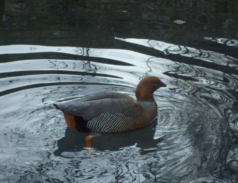 Rotkopfgans im Wuppertaler Zoo im Dezember 2008