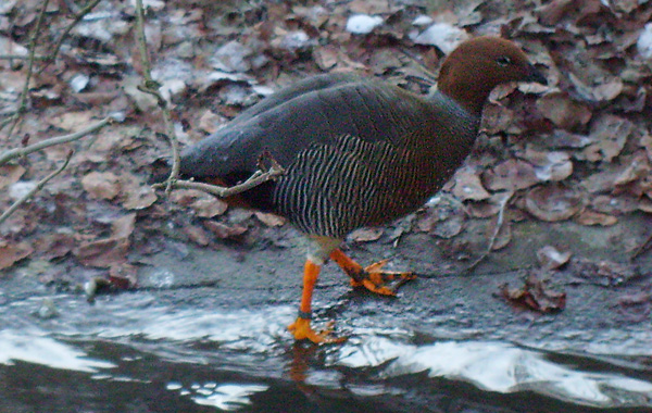 Rotkopfgans im Wuppertaler Zoo im Dezember 2008