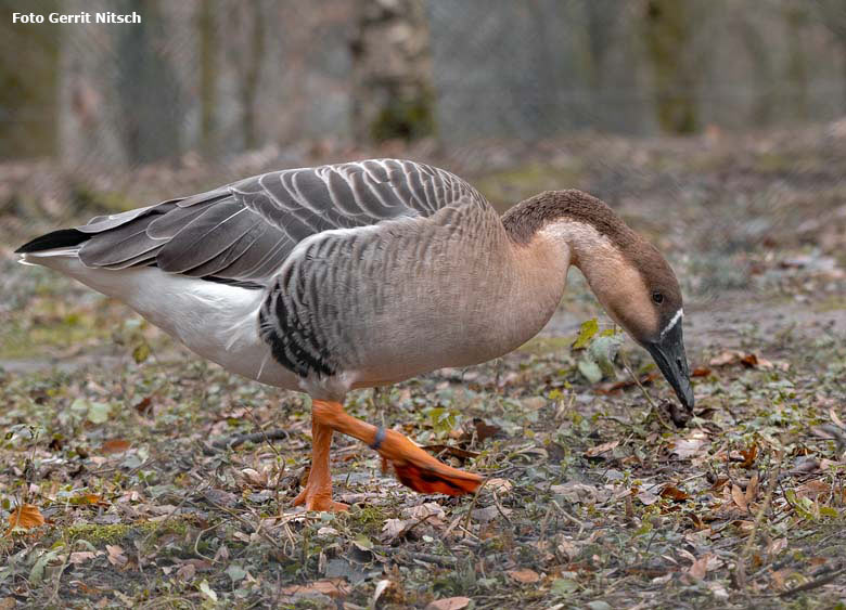 Schwanengans am 26. Dezember 2018 auf der Außenanlage im Wuppertaler Zoo (Foto Gerrit Nitsch)