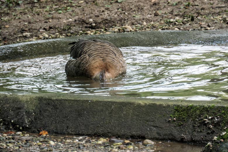 Schwanengans am 27. September 2020 im Wasser der Außenanlage im Grünen Zoo Wuppertal