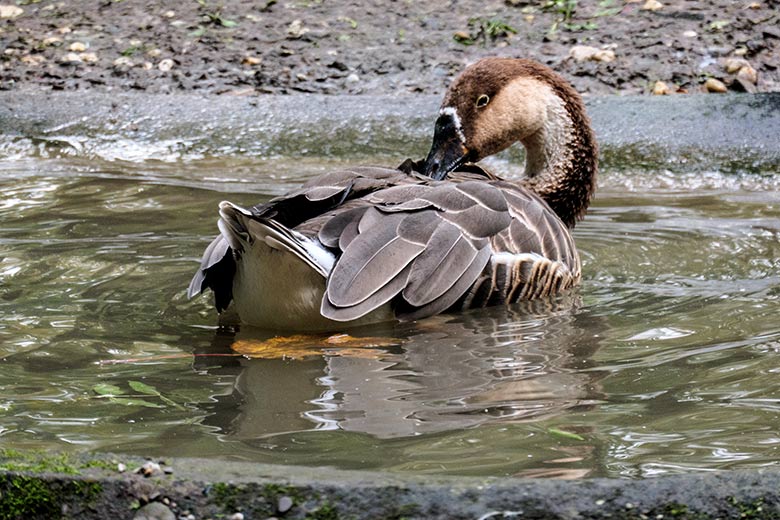 Schwanengans am 27. September 2020 im Wasser der Außenanlage im Wuppertaler Zoo