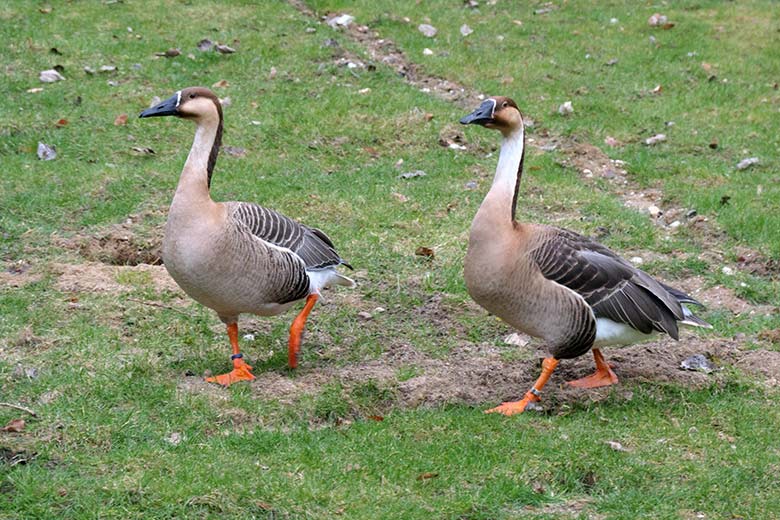 Schwanengans-Paar am 8. März 2021 am Teich für Wassergeflügel in der Nähe des Blumenrondells im Grünen Zoo Wuppertal