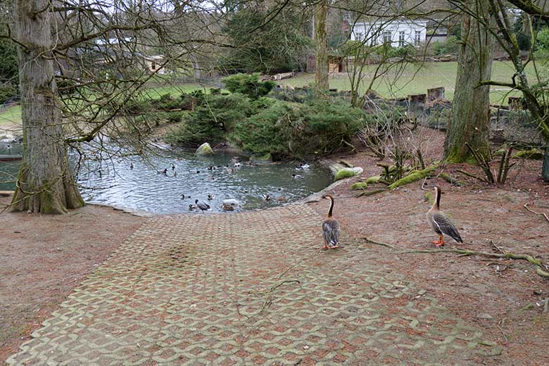Schwanengänse am 12. März 2021 am Teich für Wassergeflügel in der Nähe des Blumenrondells im Wuppertaler Zoo