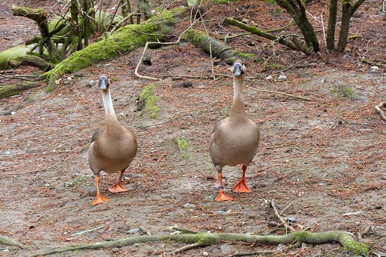 Schwanengans-Paar am 12. März 2021 am Teich für Wassergeflügel in der Nähe des Blumenrondells im Zoologischen Garten Wuppertal