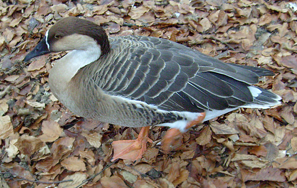 Schwanengans im Wuppertaler Zoo im Dezember 2008