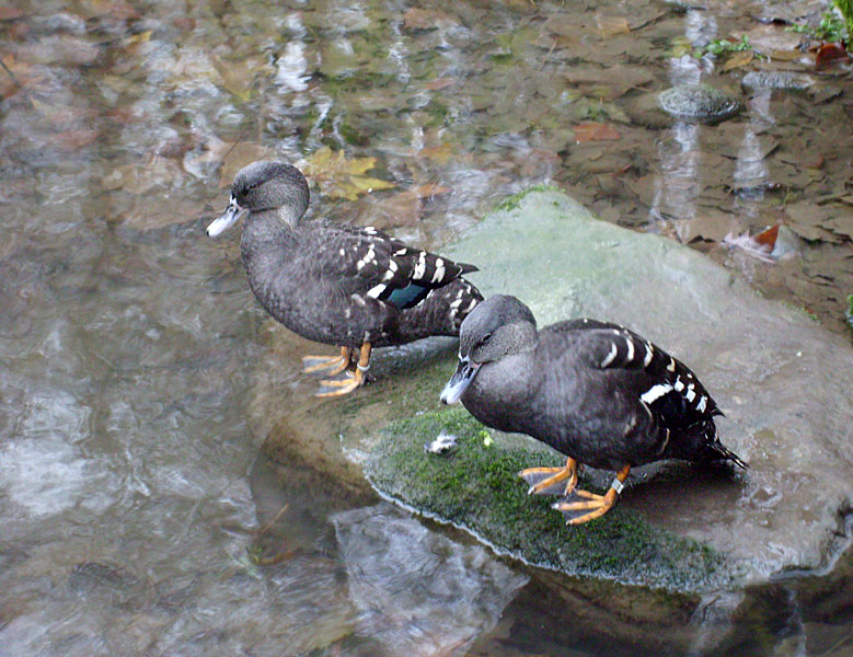 Schwarzenten im Zoo Wuppertal im November 2008