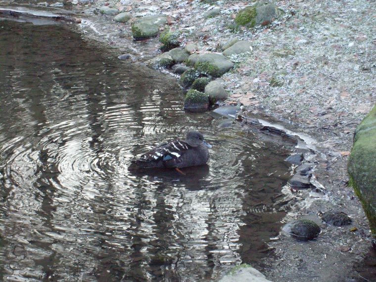 Schwarzente im Zoo Wuppertal im Dezember 2008