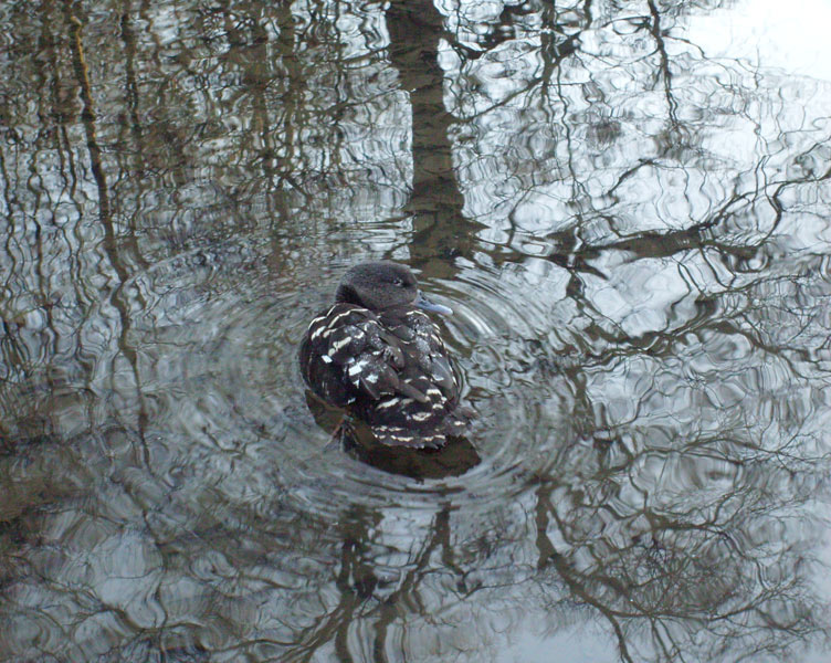 Schwarzente im Zoologischen Garten Wuppertal im Dezember 2008