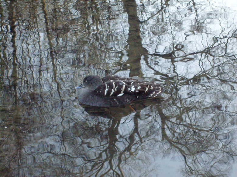 Schwarzente im Wuppertaler Zoo im Dezember 2008