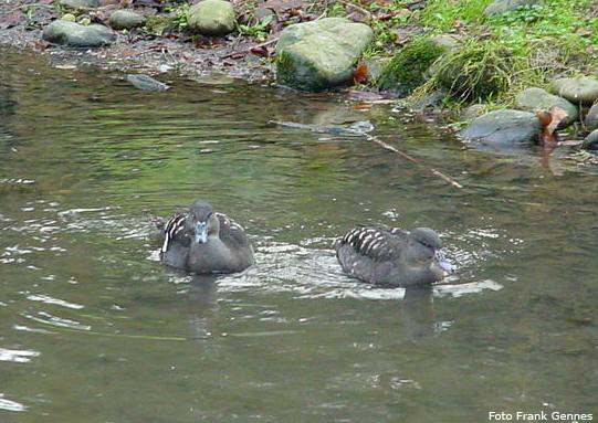 Schwarzenten im Wuppertaler Zoo im Januar 2008 (Foto Frank Gennes)