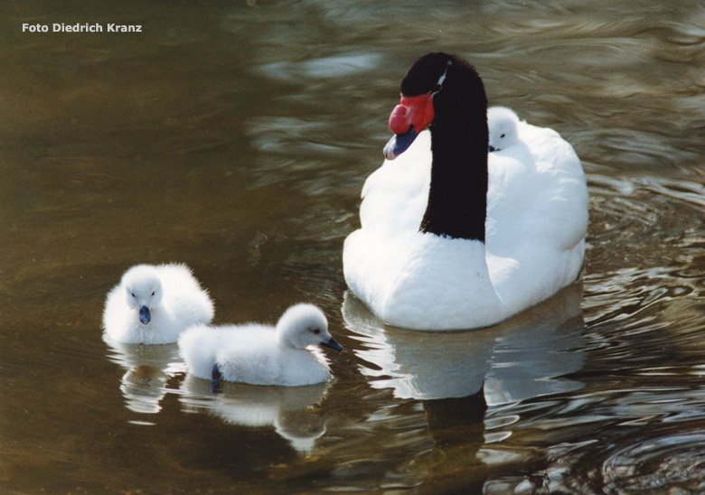 Schwarzhalsschwan mit drei Jungtieren 1998 im Wuppertaler Zoo (Foto Diedrich Kranz)