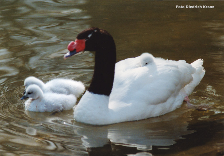 Schwarzhalsschwan mit drei Jungtieren 1998 im Zoologischen Garten der Stadt Wuppertal (Foto Diedrich Kranz)