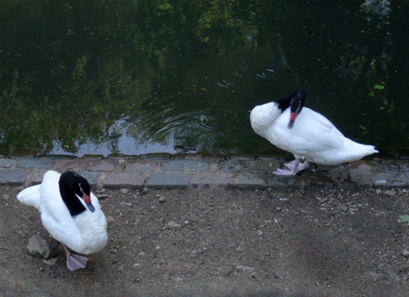 Schwarzhalsschwäne im Wuppertaler Zoo am 7. August 2015