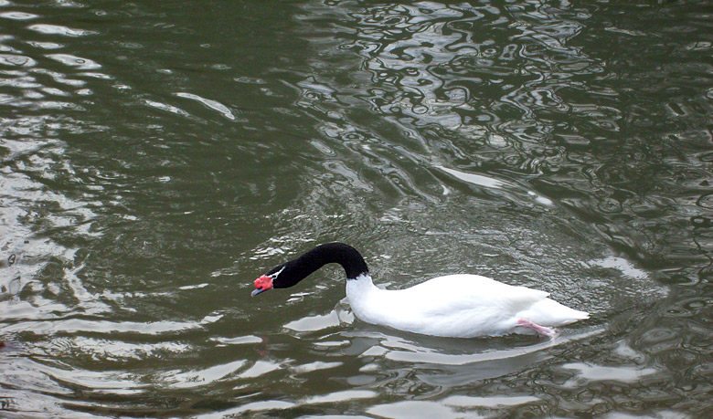 Schwarzhalsschwan im Zoo Wuppertal im Januar 2009