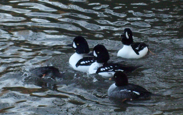 Spatelenten im Wuppertaler Zoo im Dezember 2008