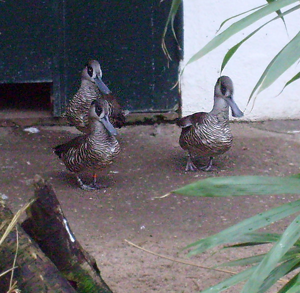 Spatelschnabelenten im Wuppertaler Zoo im März 2009