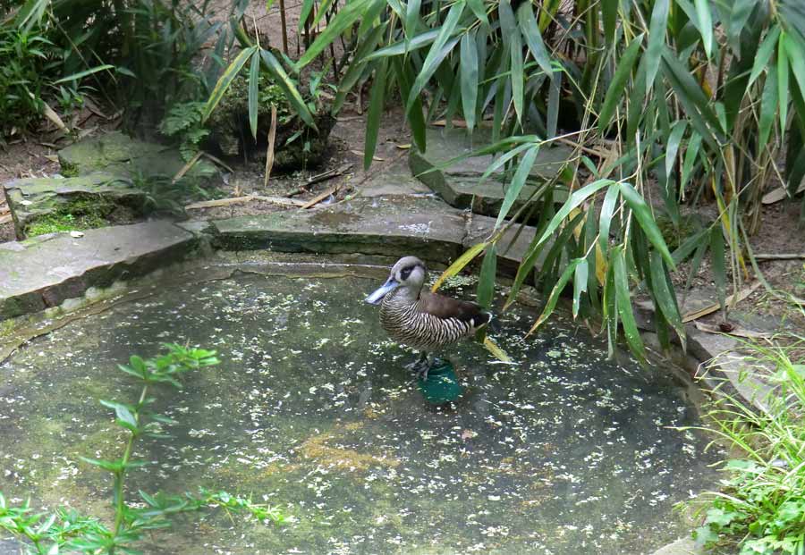 Spatelschnabelenten im Zoologischen Garten Wuppertal im Juni 2011