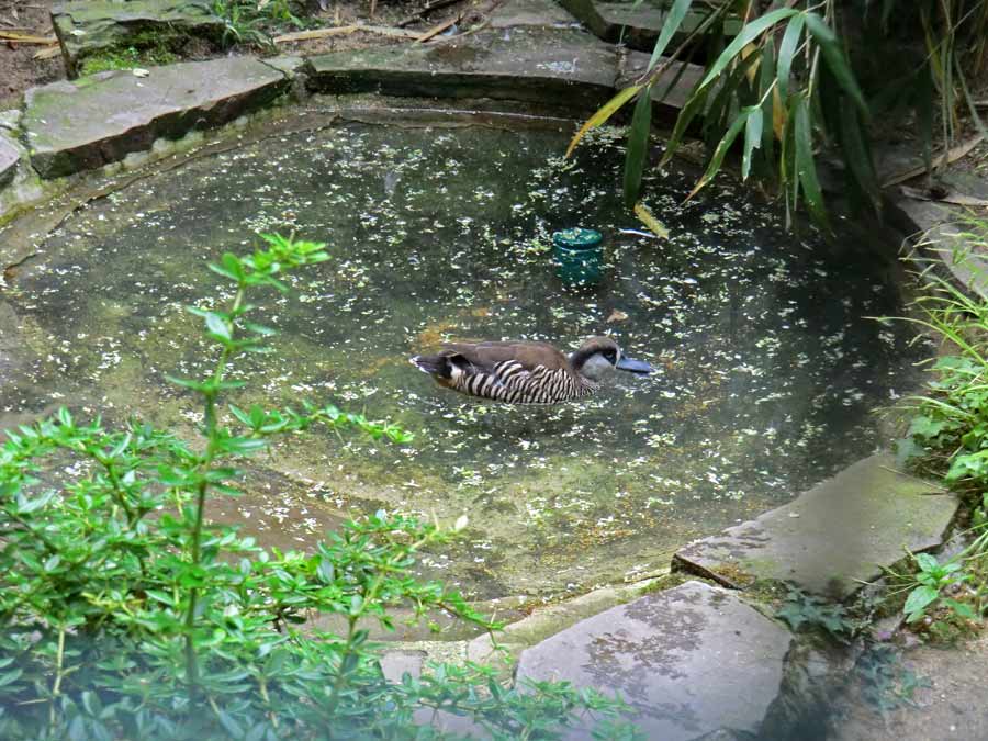 Spatelschnabelenten im Wuppertaler Zoo im Juni 2011