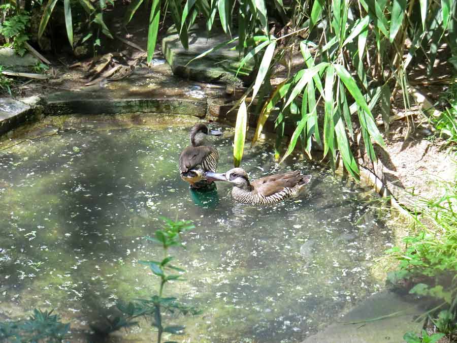 Spatelschnabelenten im Zoo Wuppertal im Juni 2011