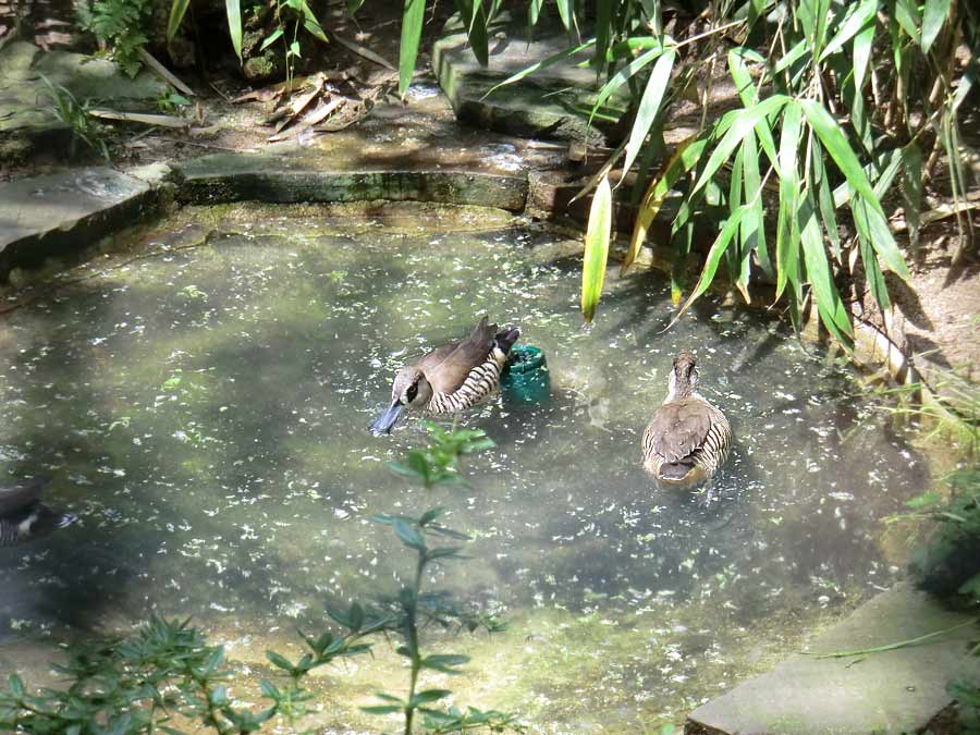 Spatelschnabelenten im Zoologischen Garten Wuppertal im Juni 2011