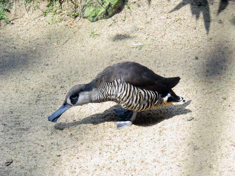 Spatelschnabelenten im Wuppertaler Zoo im Juni 2011