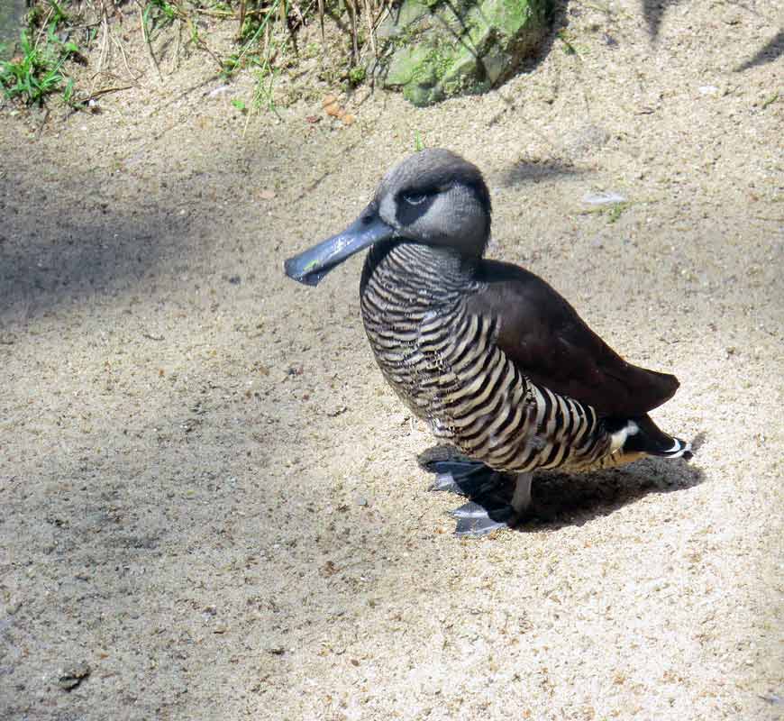 Spatelschnabelenten im Zoo Wuppertal im Juni 2011