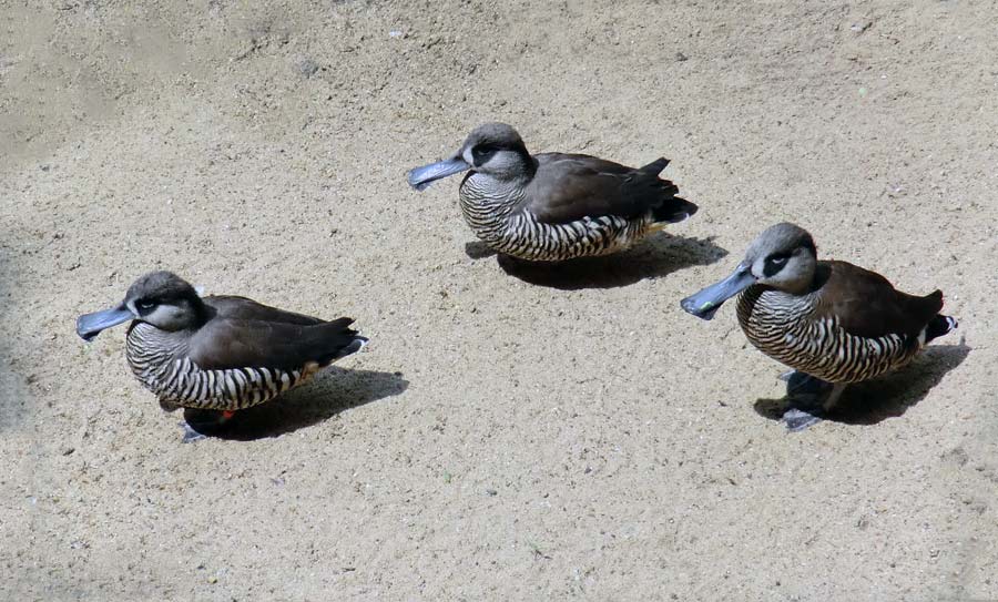 Spatelschnabelenten im Zoologischen Garten Wuppertal im Juni 2011