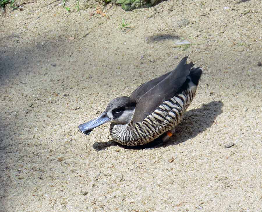 Spatelschnabelenten im Wuppertaler Zoo im Juni 2011