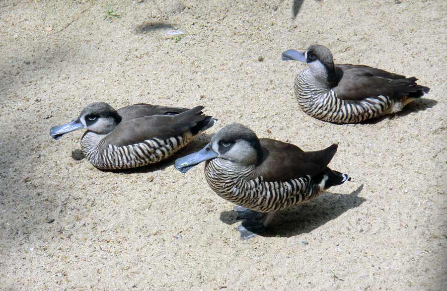 Spatelschnabelenten im Zoo Wuppertal im Juni 2011