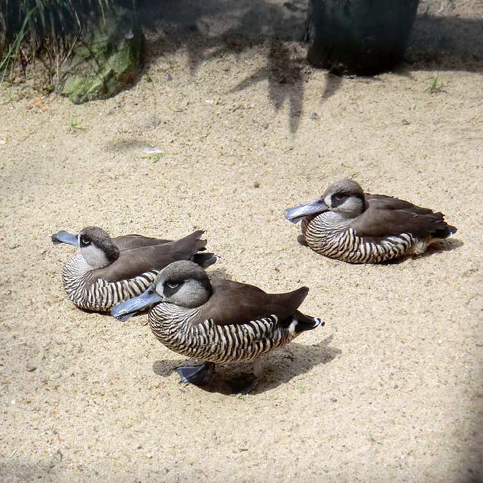 Spatelschnabelenten im Wuppertaler Zoo im Juni 2011