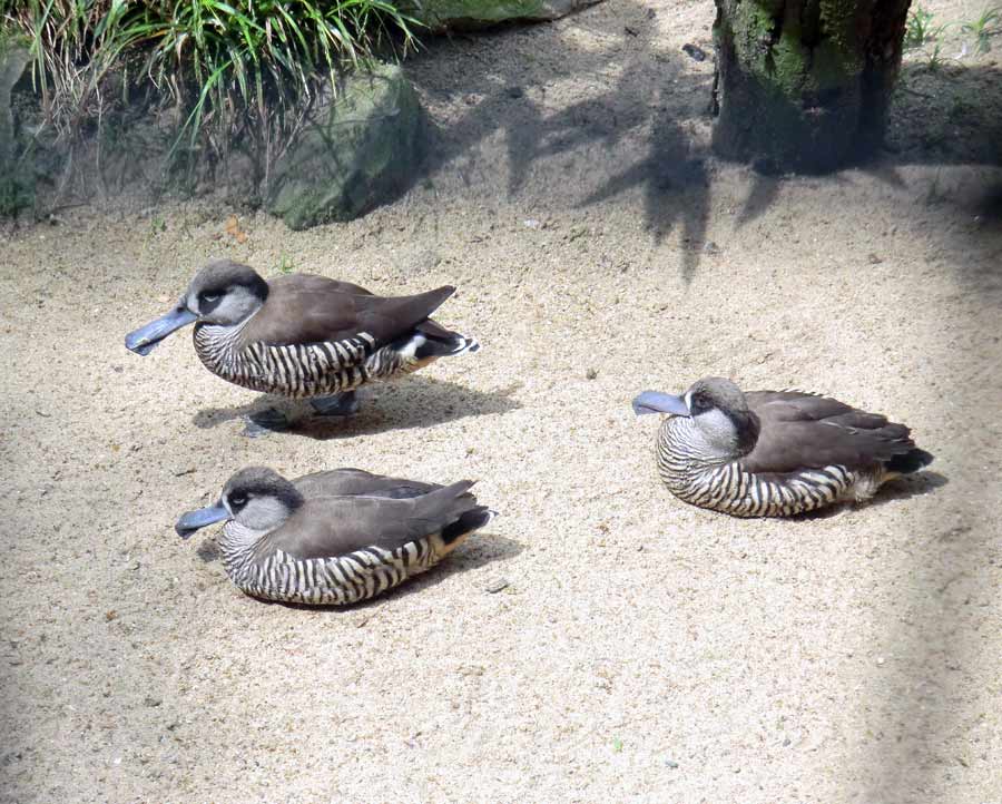 Spatelschnabelenten im Zoologischen Garten Wuppertal im Juni 2011