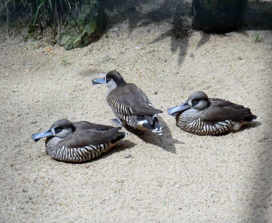 Spatelschnabelenten im Wuppertaler Zoo im Juni 2011