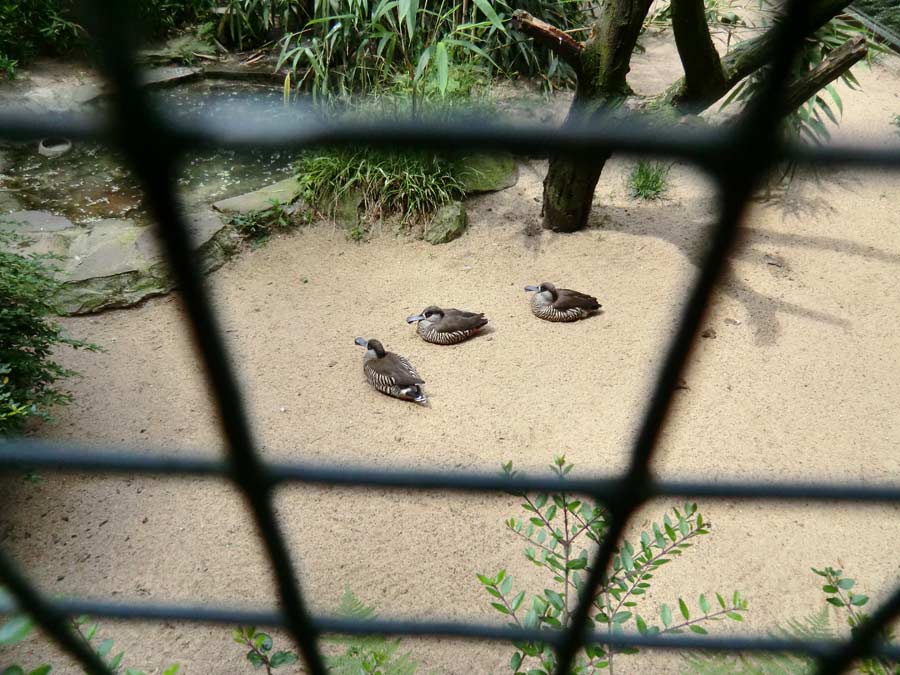 Spatelschnabelenten im Zoo Wuppertal im Juni 2011