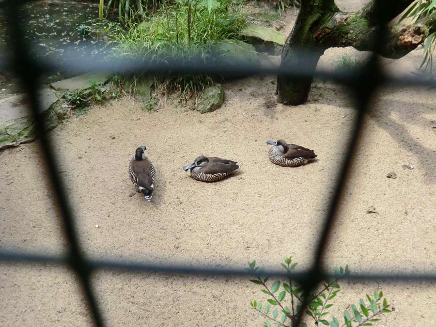 Spatelschnabelenten im Zoologischen Garten Wuppertal im Juni 2011