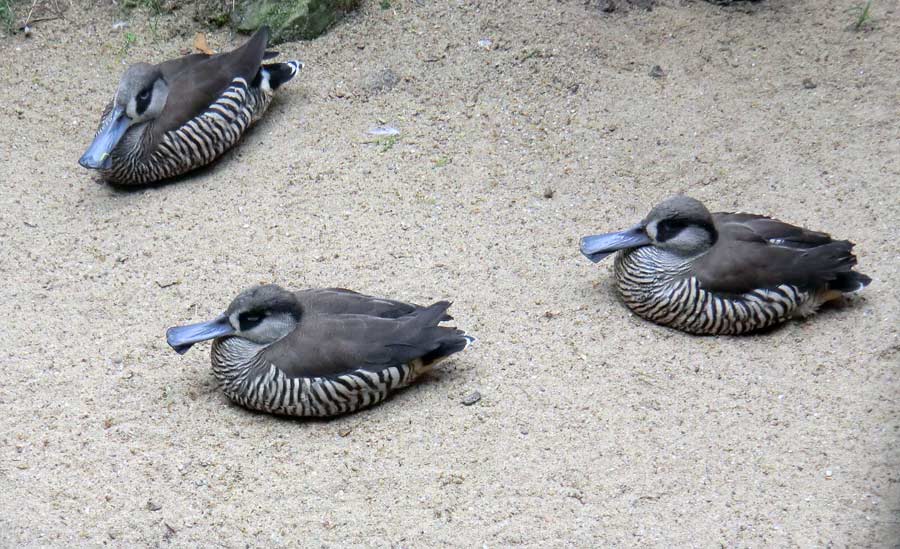 Spatelschnabelenten im Wuppertaler Zoo im Juni 2011