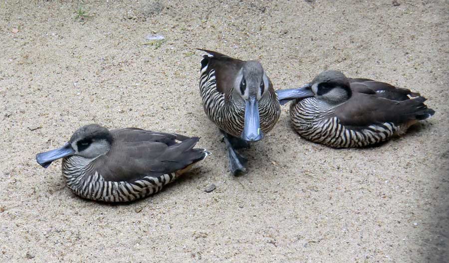 Spatelschnabelenten im Zoo Wuppertal im Juni 2011