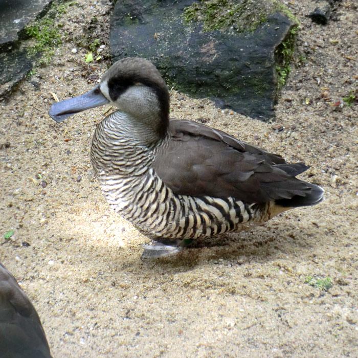 Spatelschnabelente im Wuppertaler Zoo im Mai 2012