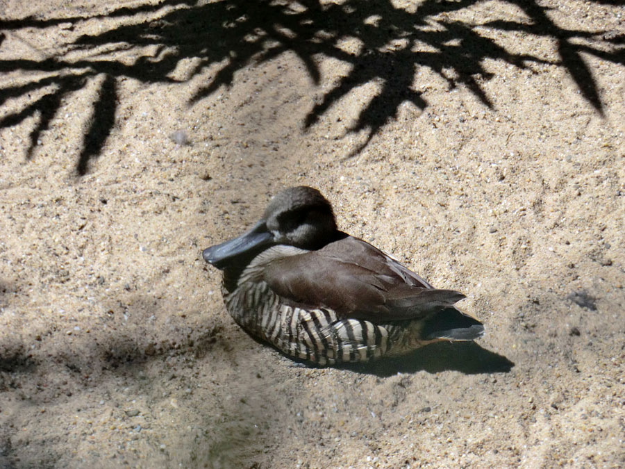 Spatelschnabelente im Zoo Wuppertal im Juli 2012