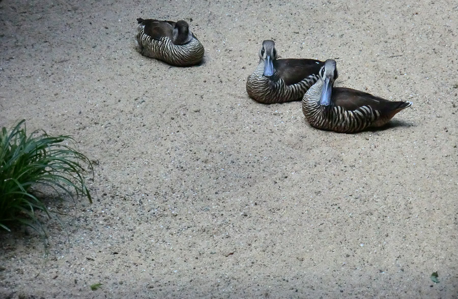 Spatelschnabelenten im Zoo Wuppertal im Juli 2012